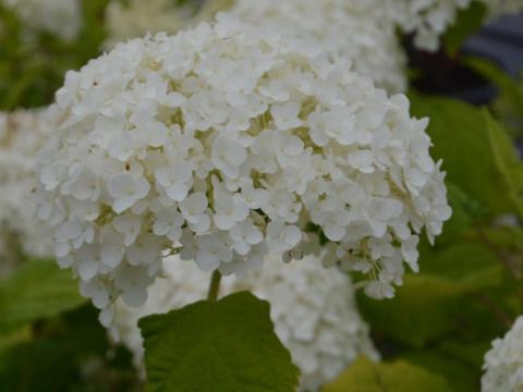 Hydrangea Annabelle