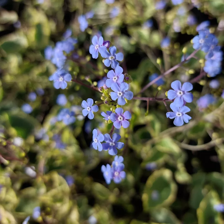 brunnera