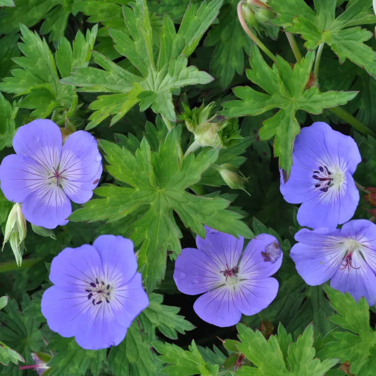 Geranium 'Rozanne'