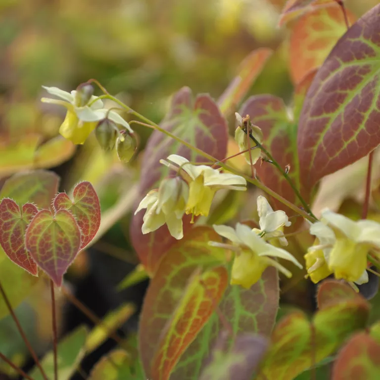 epimedium