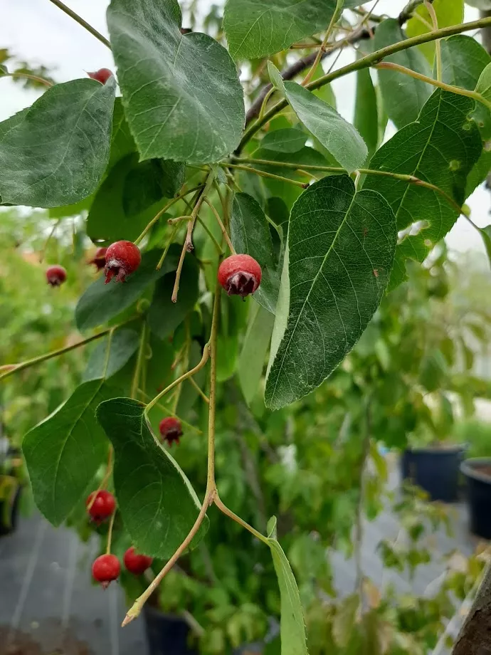 Amelanchier lamarckii MRST
