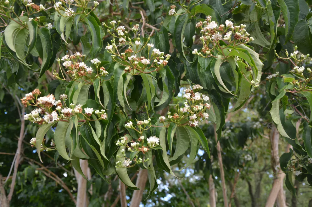 Heptacodium miconioides MRST