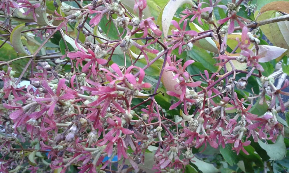 Heptacodium miconioides MRST