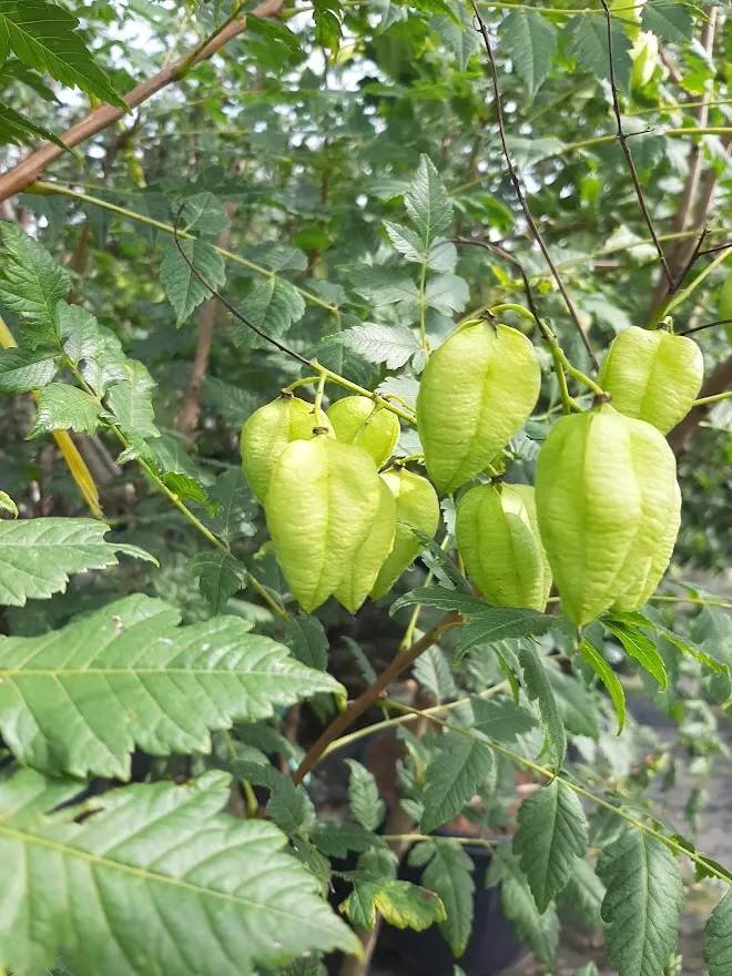 Koelreuteria paniculata MRST