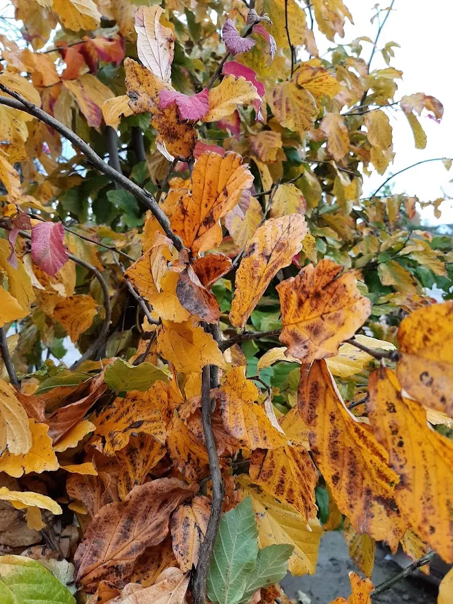 Parrotia persica MRST SOL