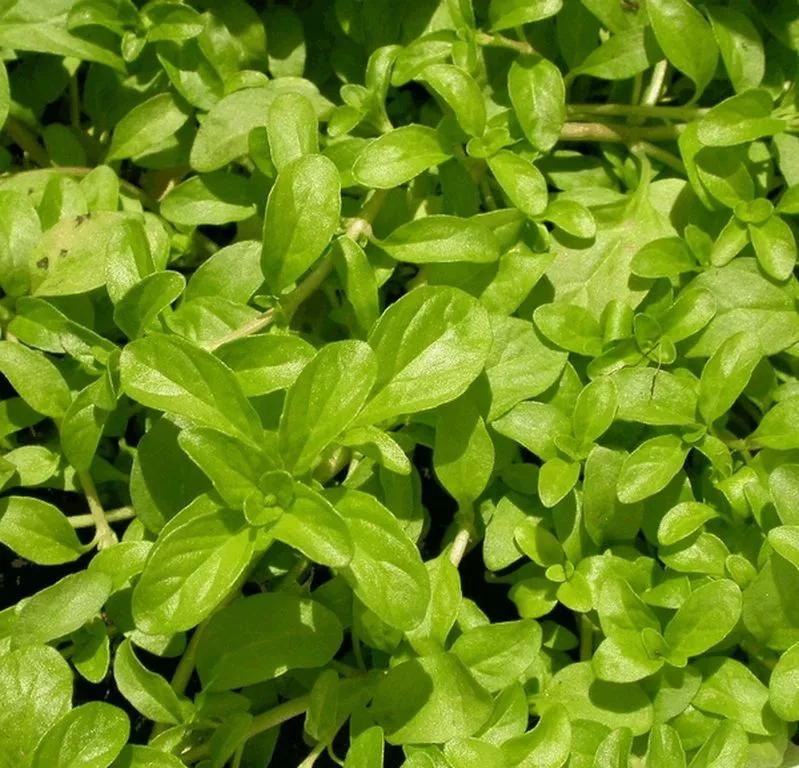 Mentha pulegium