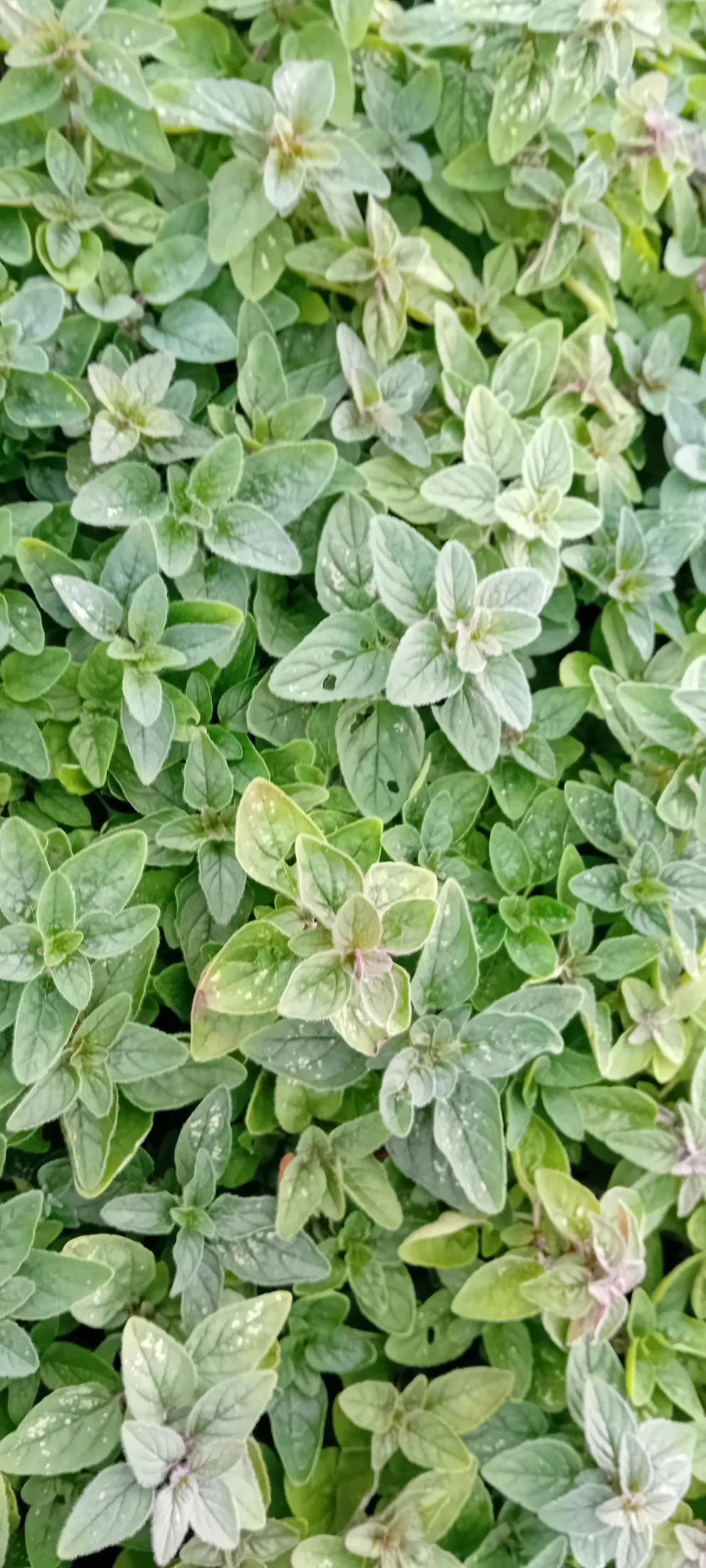 Origanum vulgare
