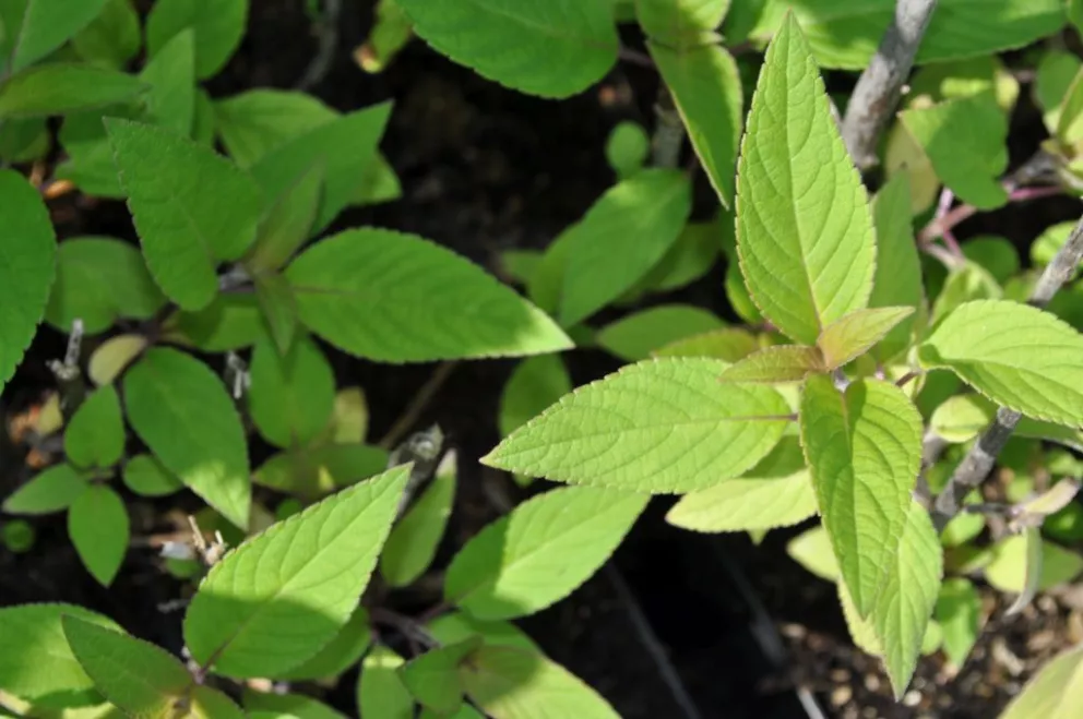 Salvia elegans 'Scarlet Pineapple'