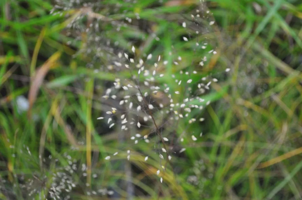 Sporobolus heterolepis 'Cloud'