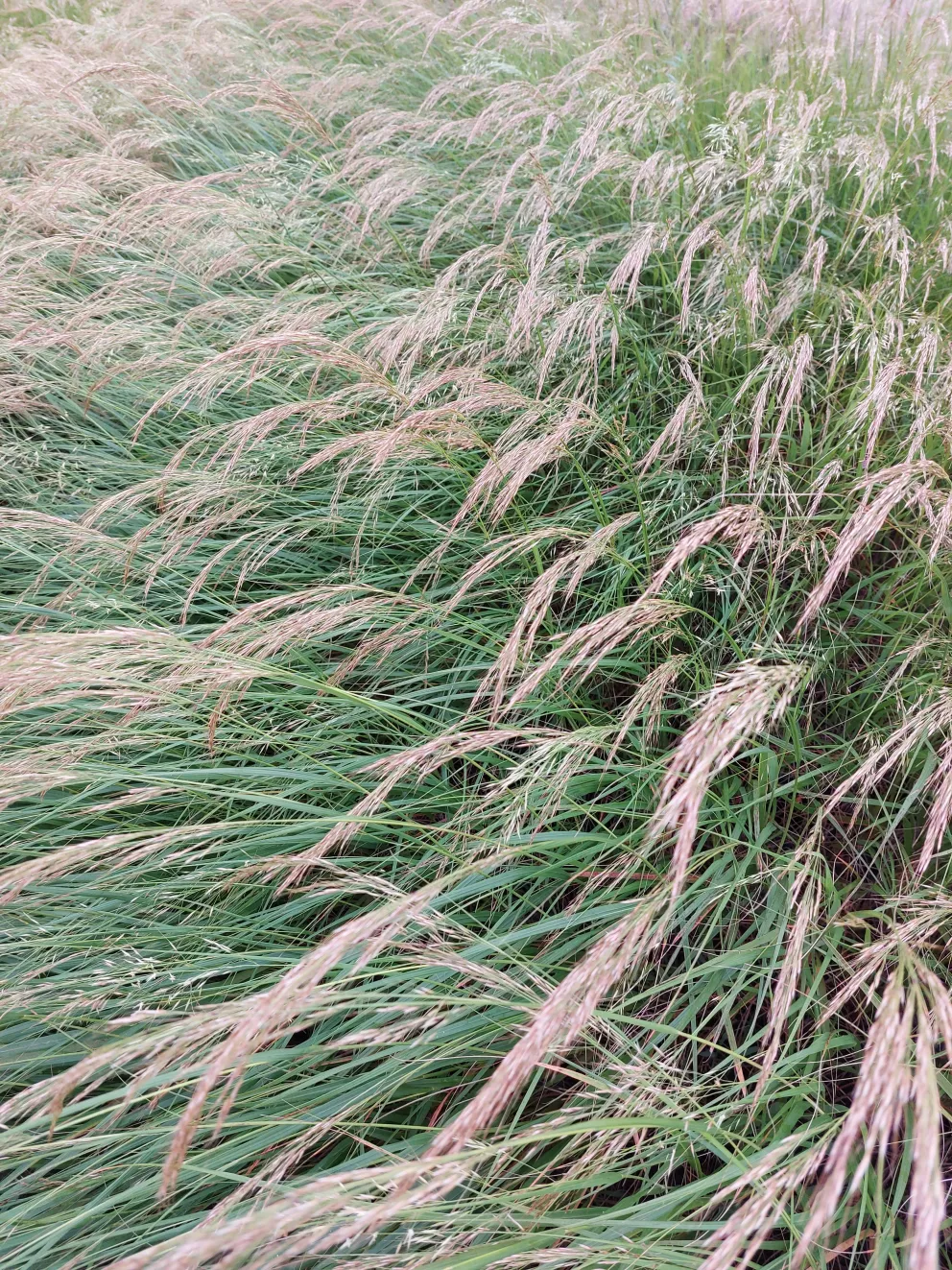 Achnatherum calamagrostis 'Algau'
