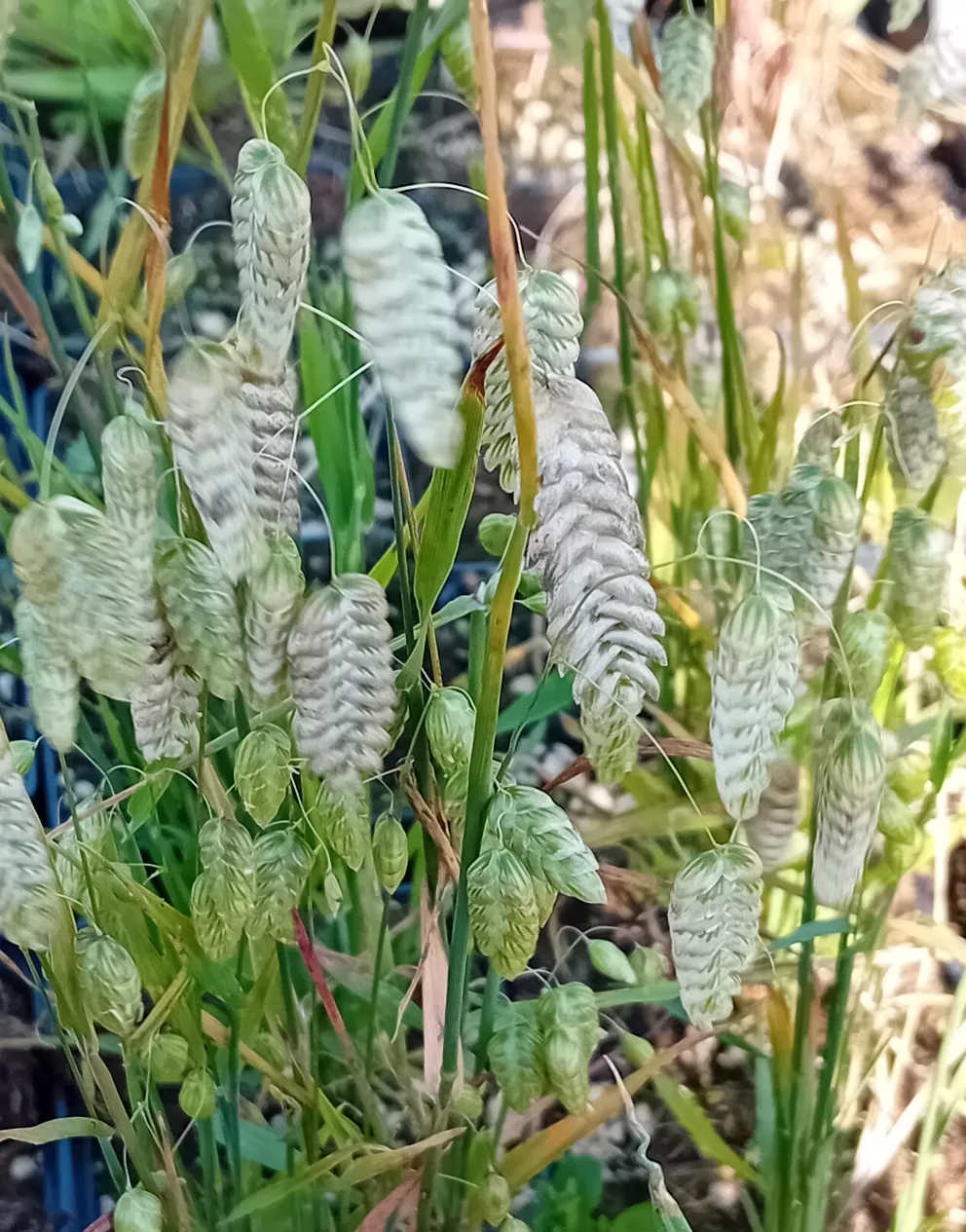 Briza maxima
