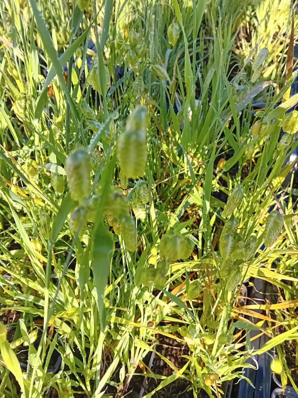 Briza maxima