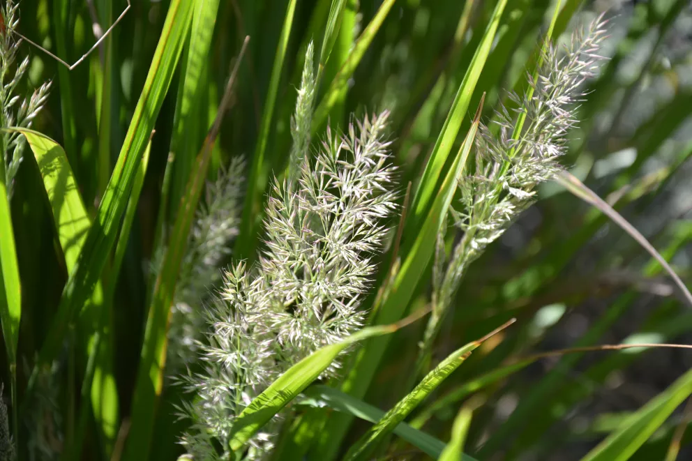 Calamagrostis brachytricha (Achnatherum)