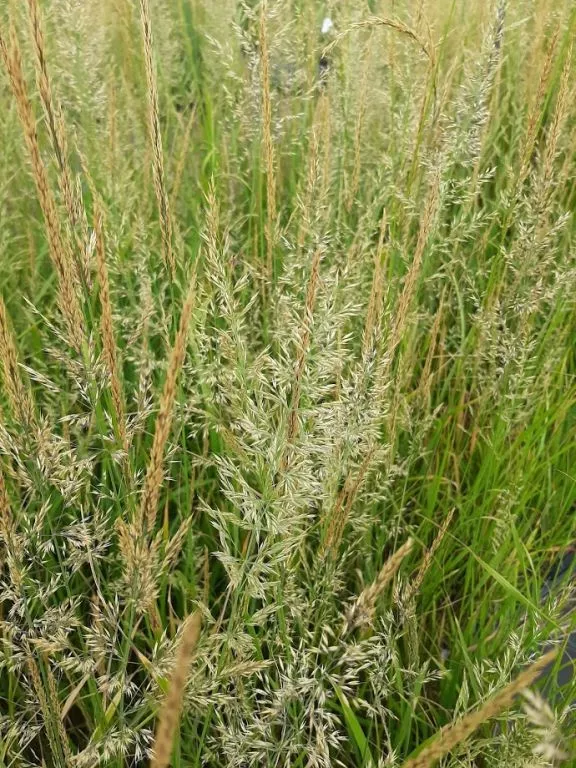 Calamagrostis acutiflora 'Waldenbuch'