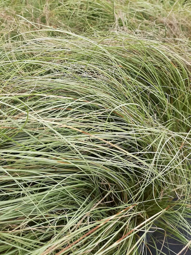 Carex comans 'Amazon Mist'
