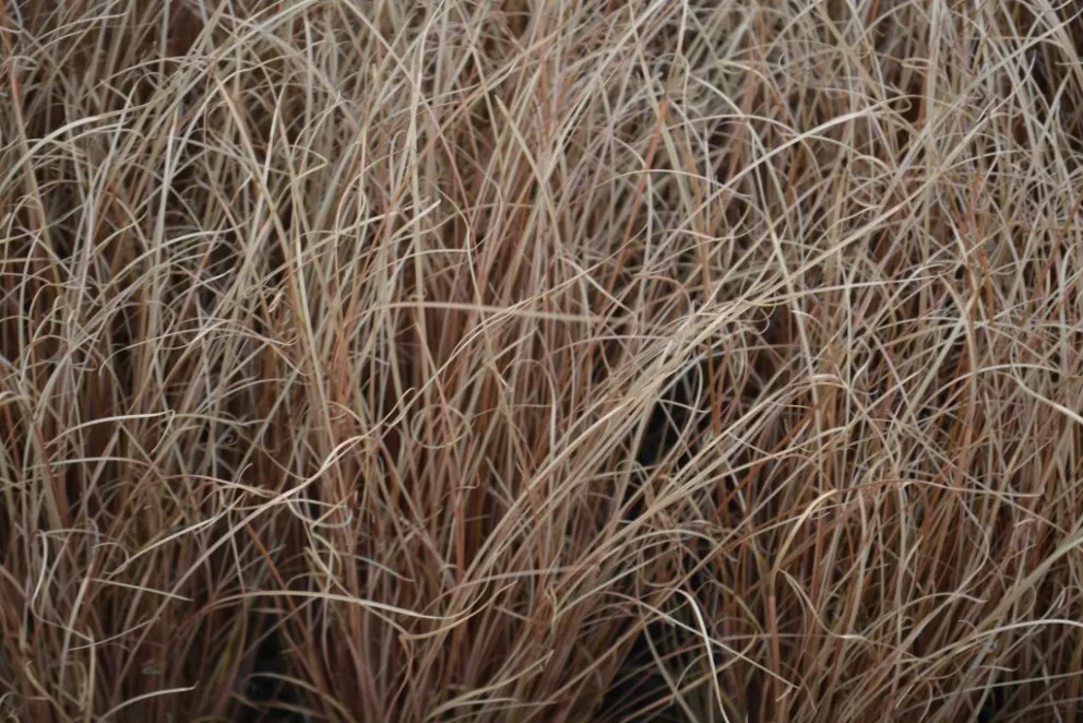 Carex comans 'Bronze Form'