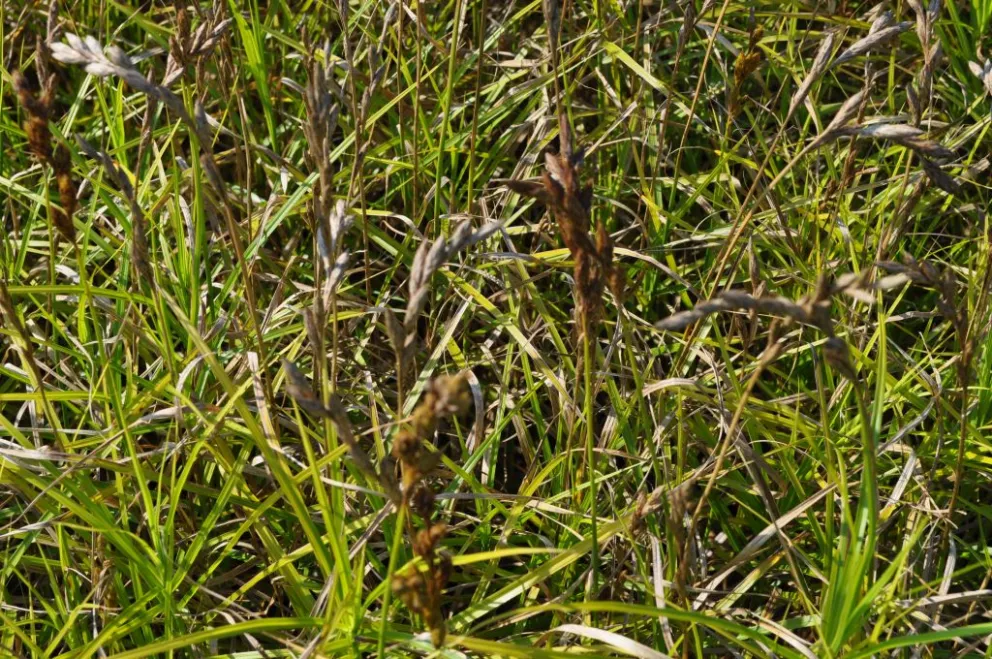 Carex muskingumensis