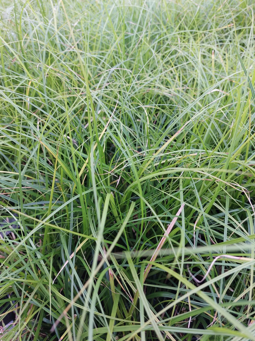 Carex 'Osaka'