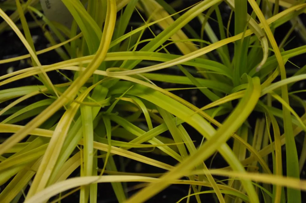 Carex oshimensis 'Everillo' ®