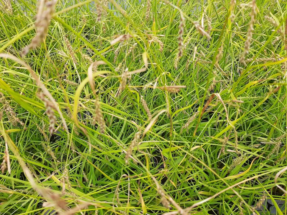 Carex sylvatica