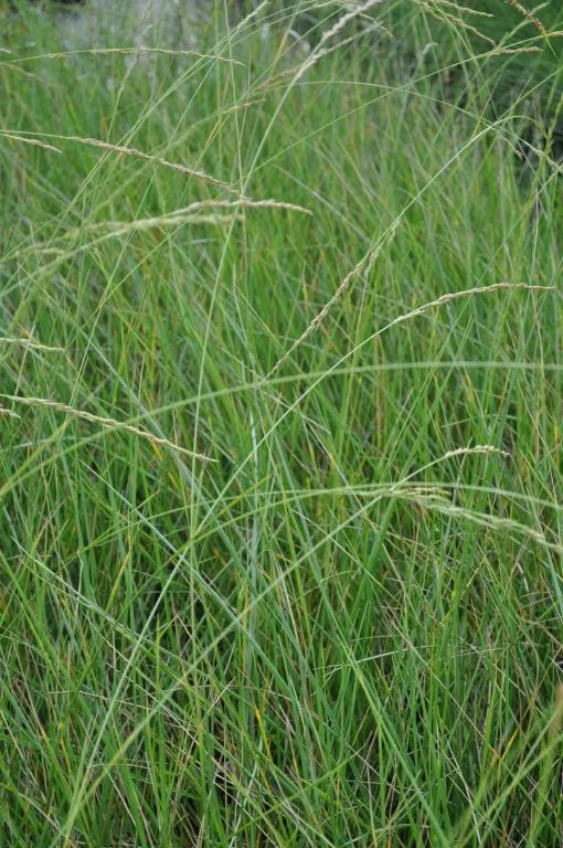 Festuca mairei