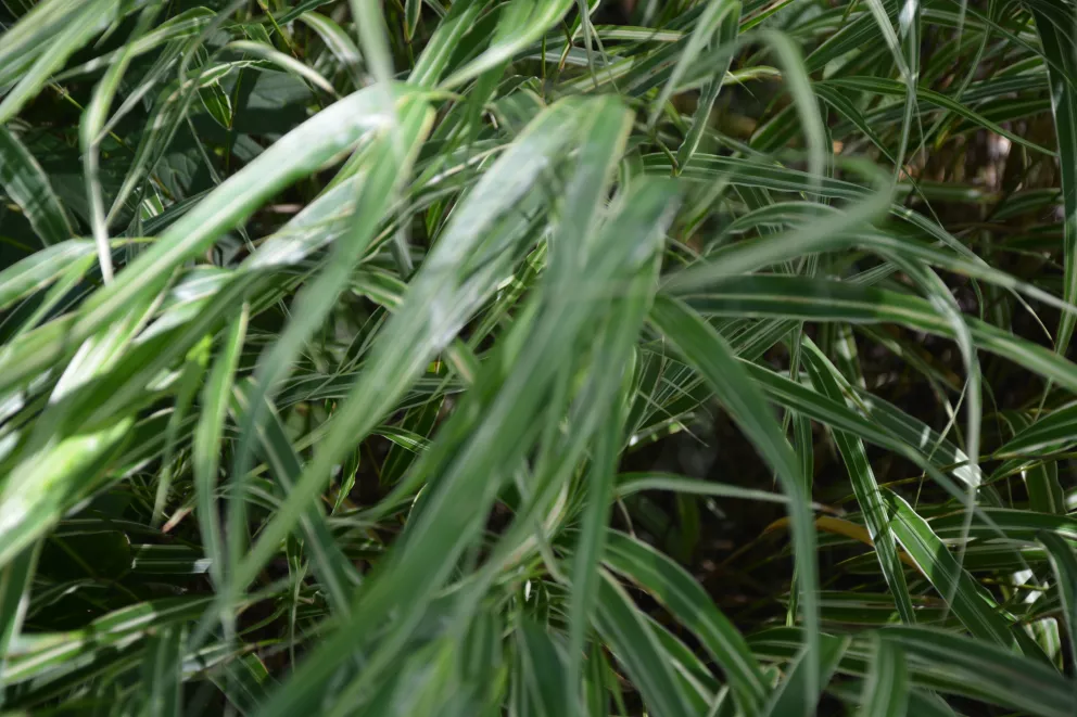 Hakonechloa macra 'Albostriata'