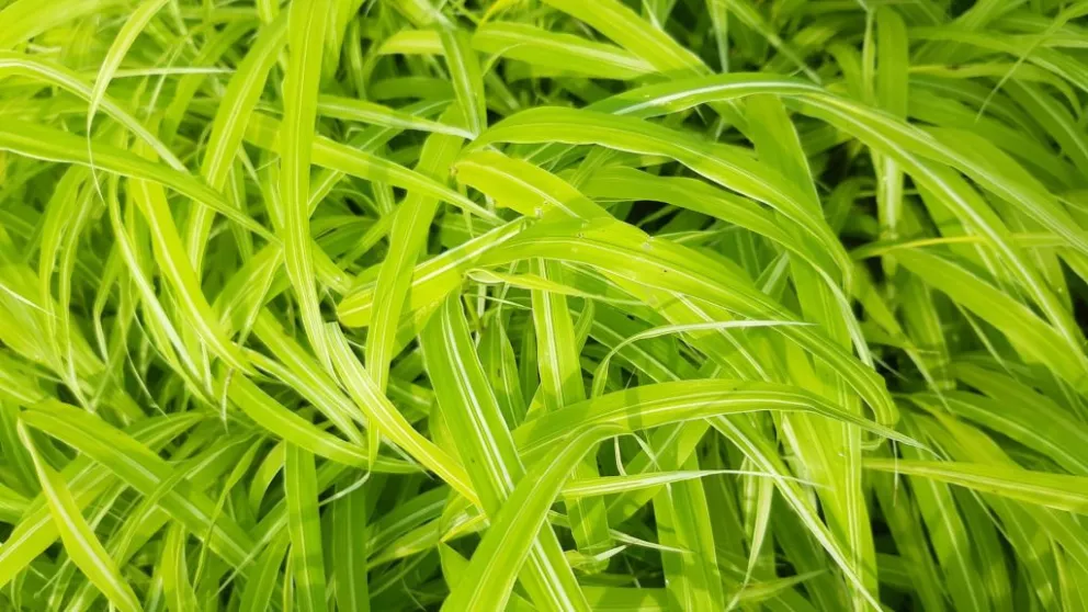 Hakonechloa macra 'Stripe It Rich'