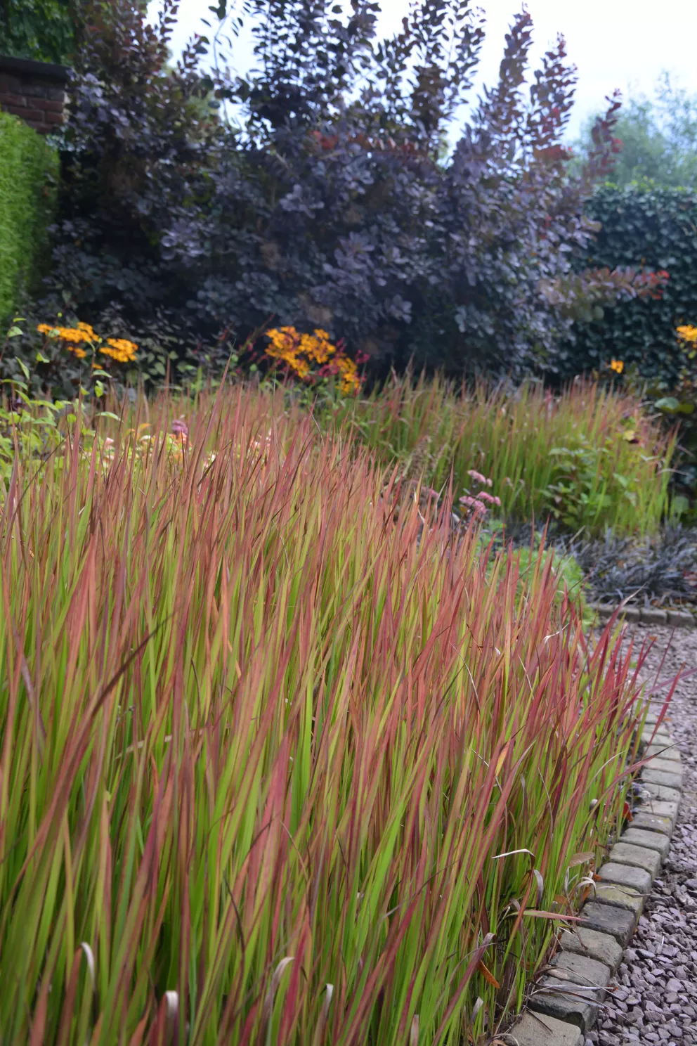 Imperata cylindrica 'Red Baron'