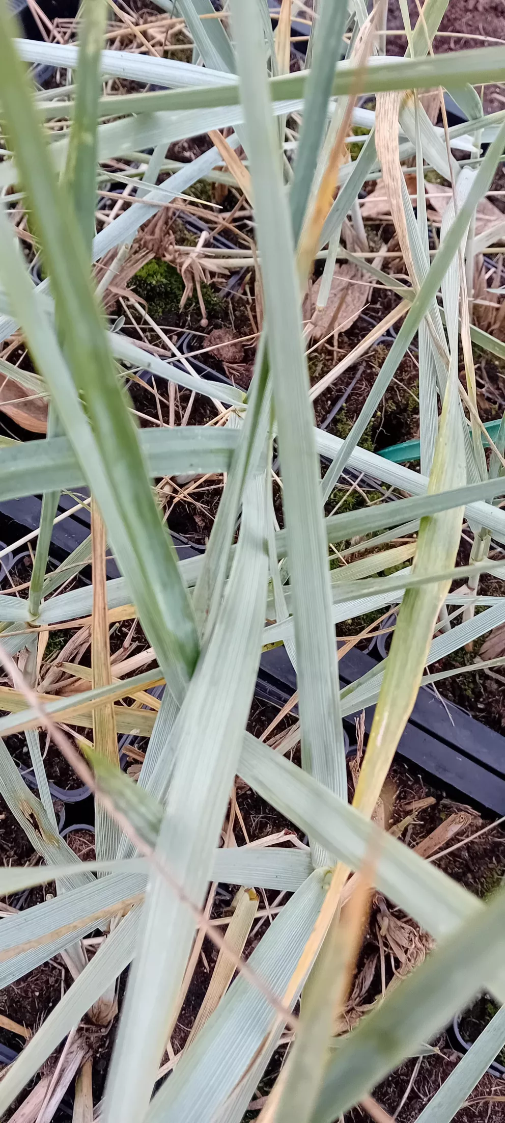 Leymus arenarius 'Blue Dune'