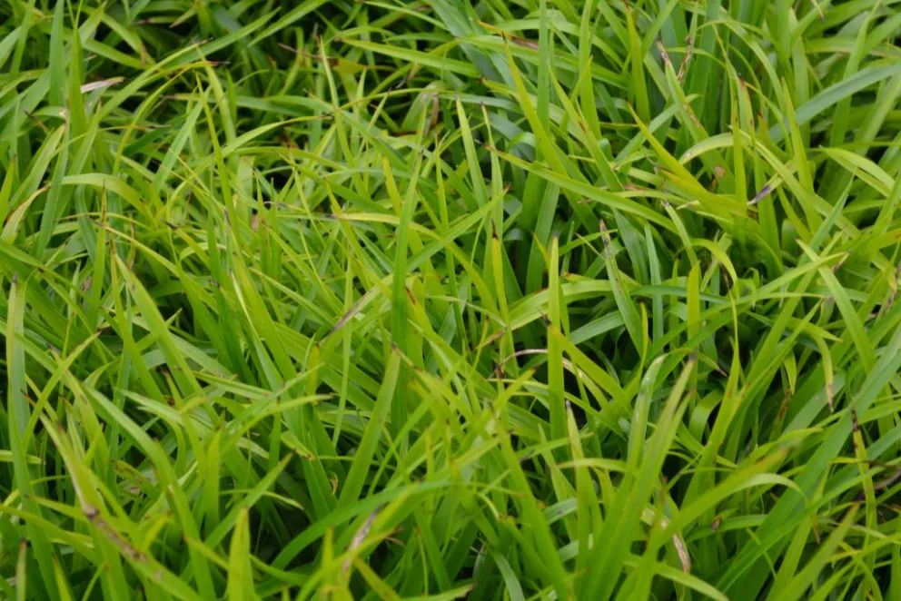 Luzula sylvatica 'Onderbos'