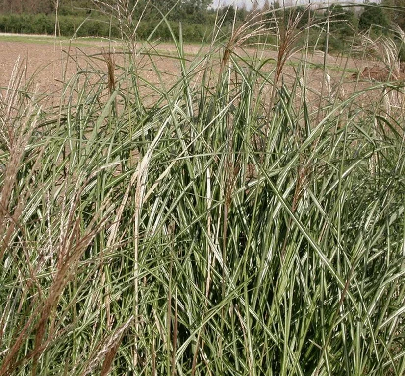 Miscanthus sinensis 'Grosse Fontäne'