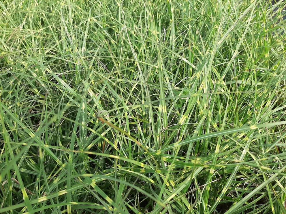 Miscanthus sinensis 'Little Zebra'