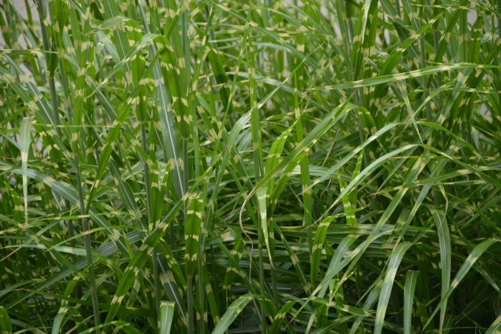 Miscanthus sinensis 'Strictus'