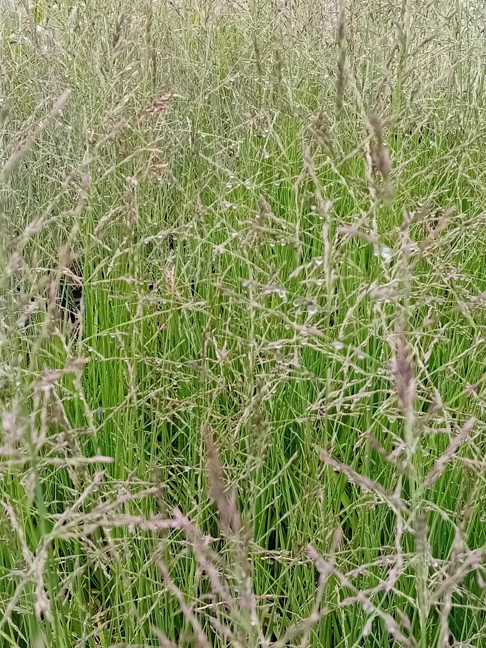 Molinia arundinacea 'Witches Broom'