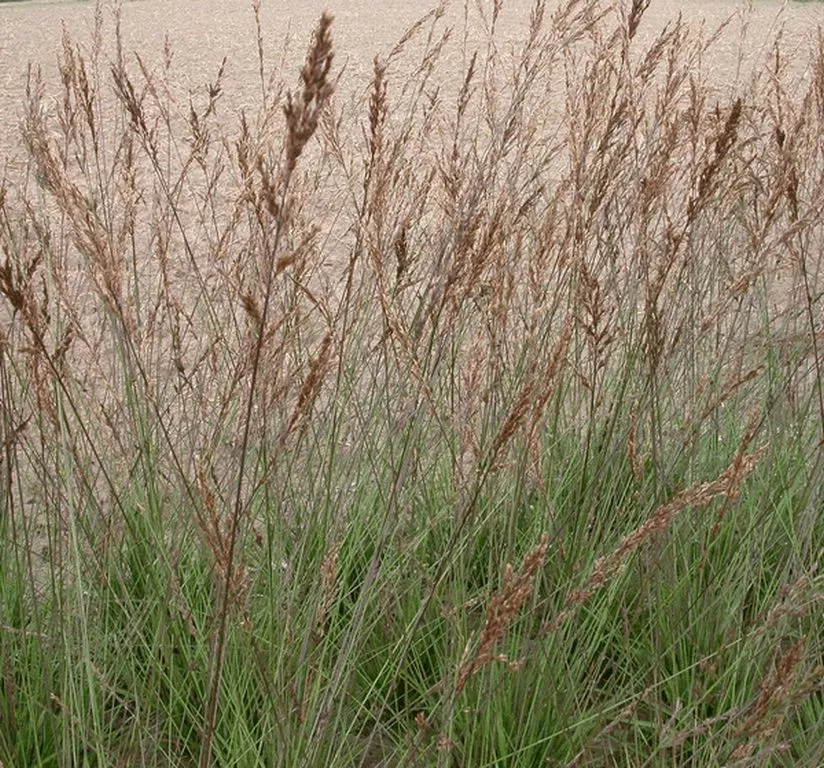 Molinia caerulea 'Edith Dudszus'