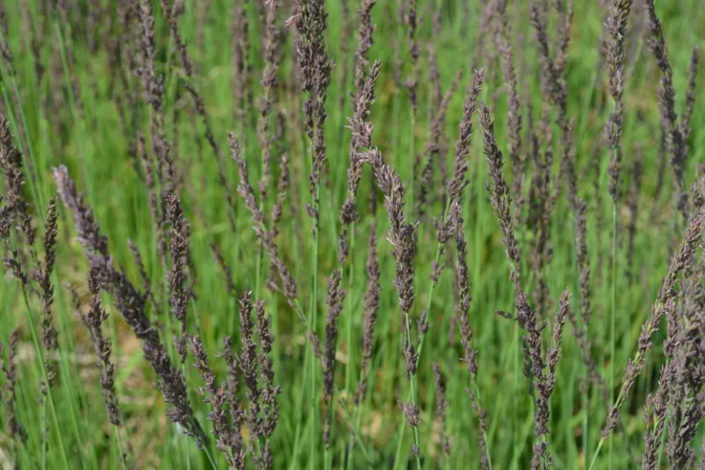 Molinia caerulea 'Moorhexe'