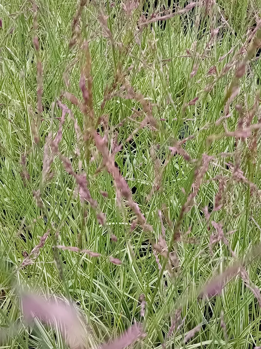 Molinia caerulea 'Mostenveld'