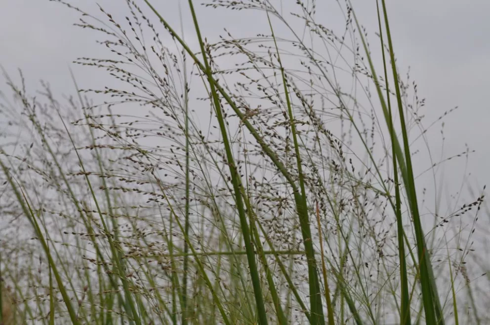 Panicum virgatum 'Cloud Nine'