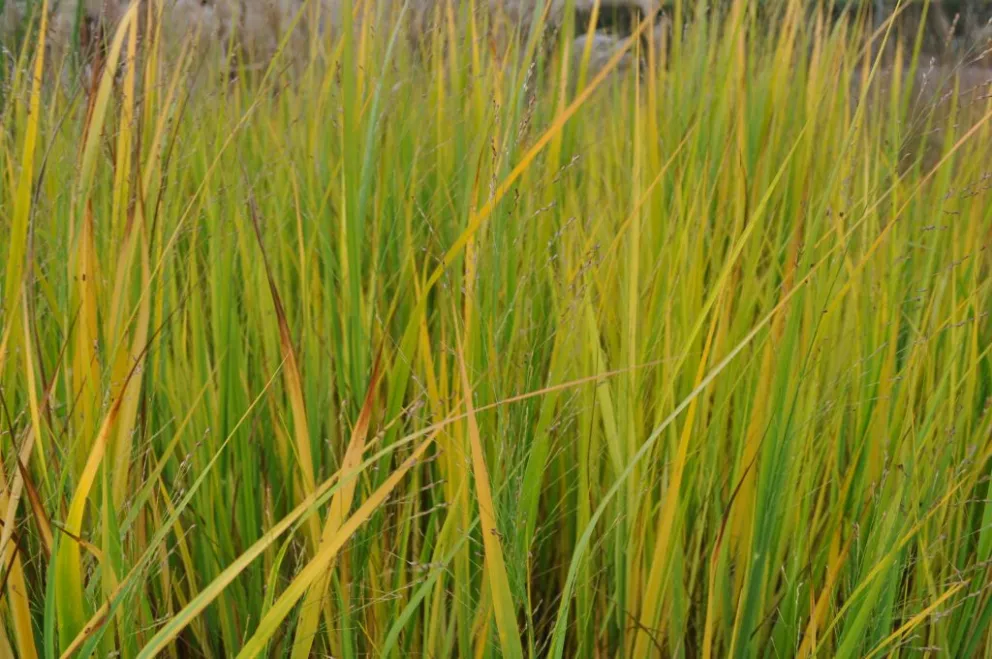 Panicum virgatum 'Northwind' P2L