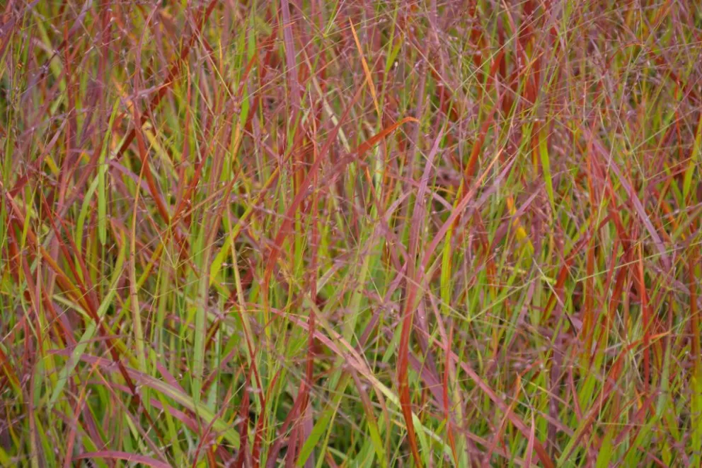 Panicum virgatum 'Rehbraun'