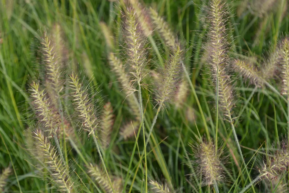 Pennisetum alopecuroïdes 'Hameln'