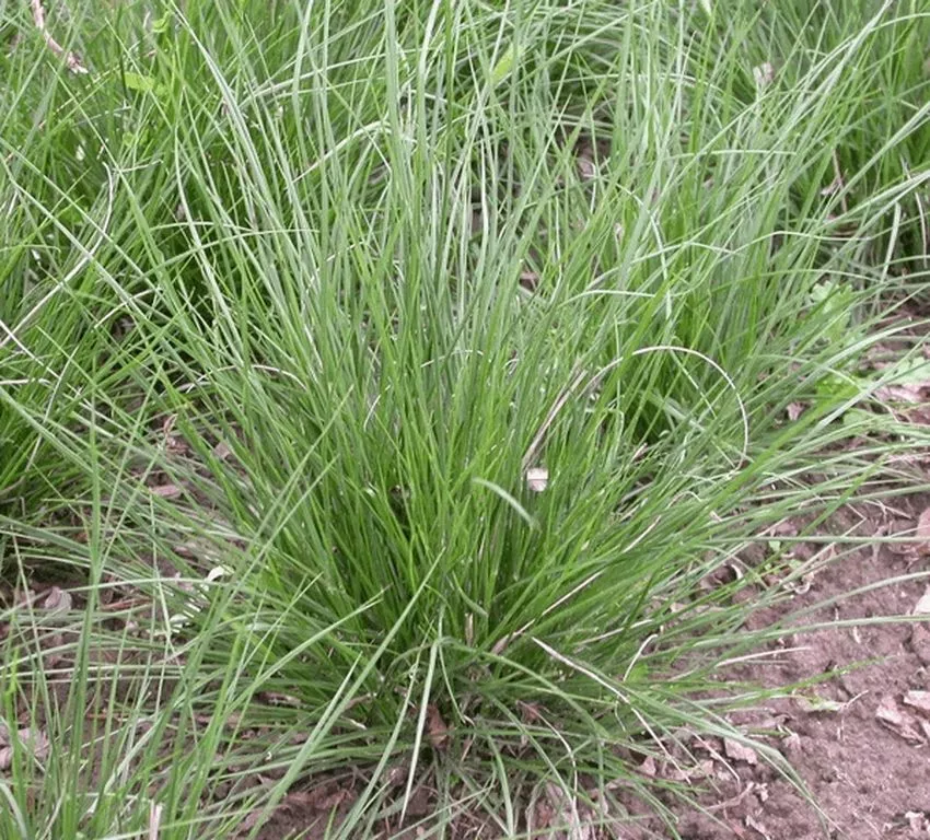 Pennisetum alopecuroïdes 'Little Honey'