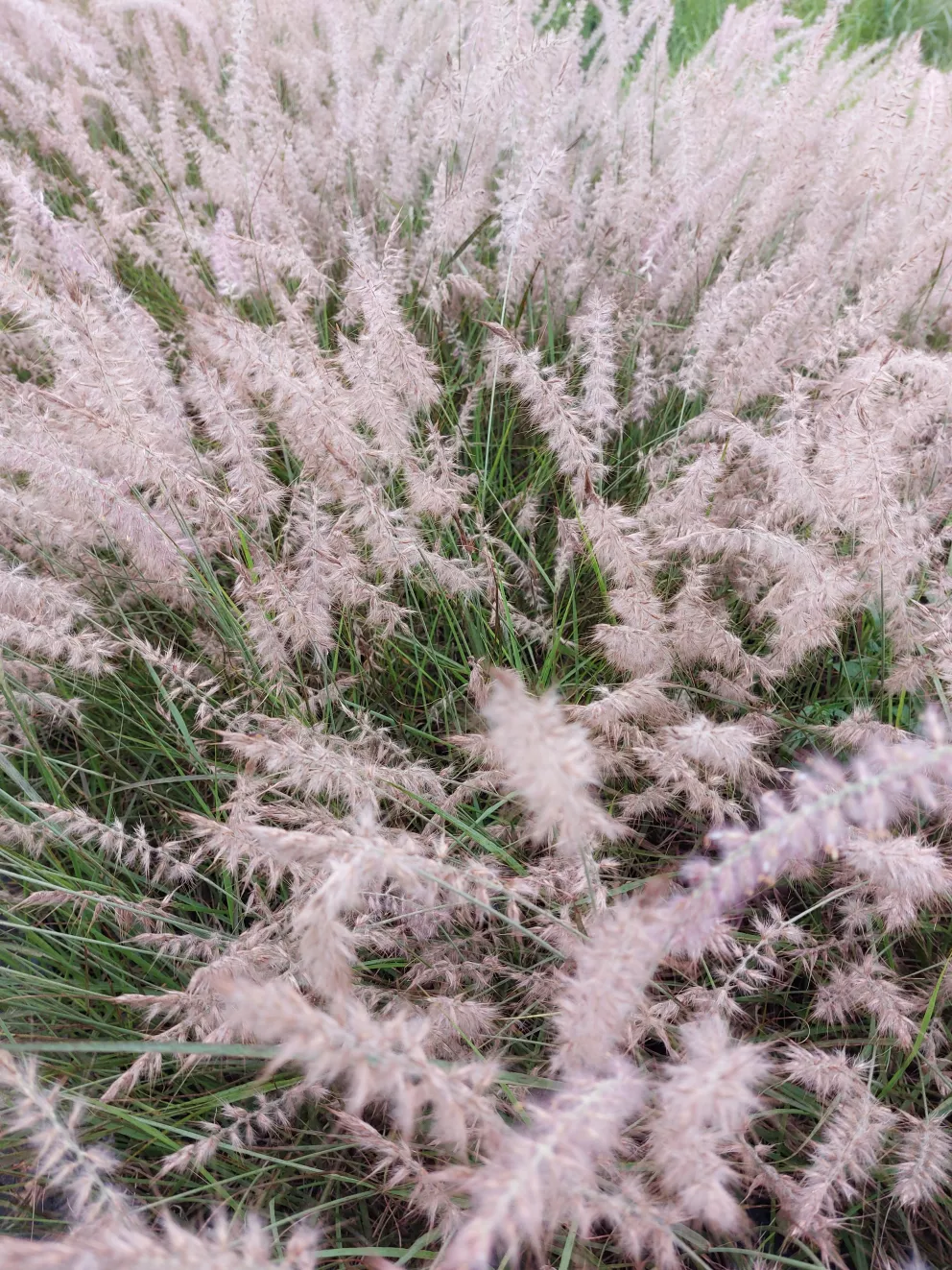 Pennisetum orientale 'Dance With Me' ®