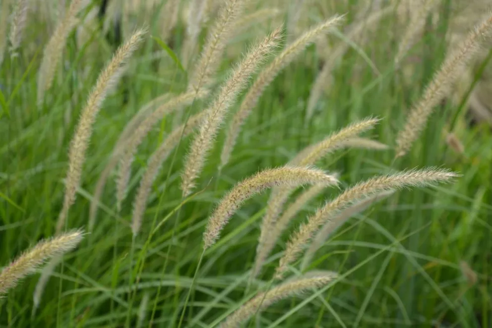 Pennisetum orientale 'Fairy Tails'