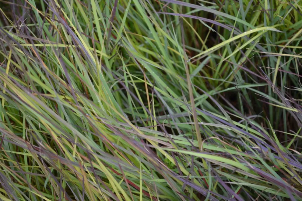 Schizachyrium scoparium 'Blue Heaven'