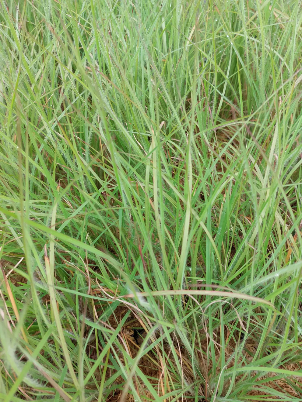 Schizachyrium scoparium 'Ha Ha Tonka'