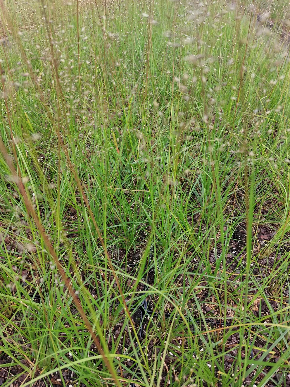 Sporobolus heterolepis 'Cloud'