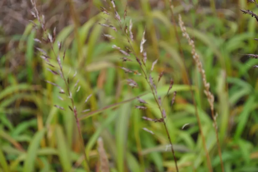 Spodiophogon sibiricus 'West Lake'