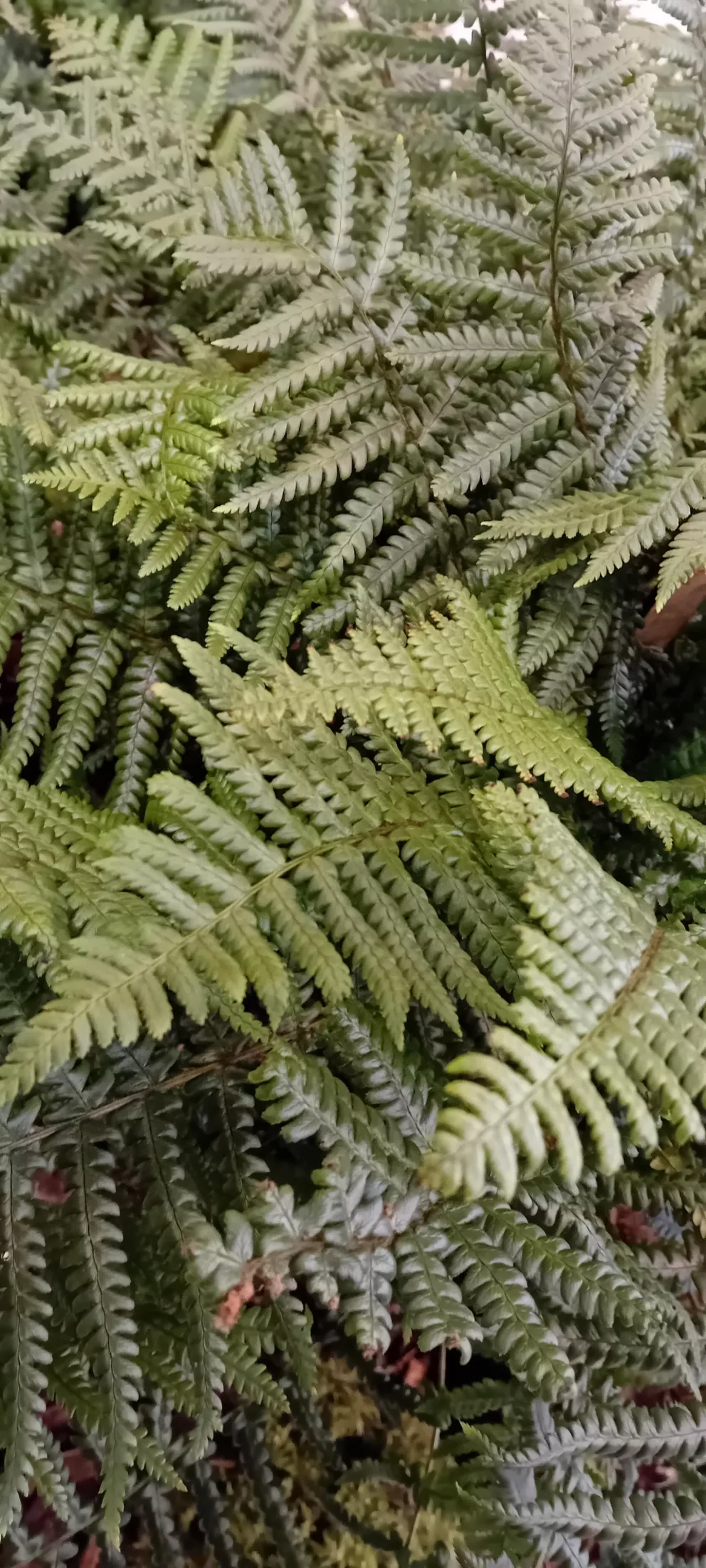 Dryopteris affinis