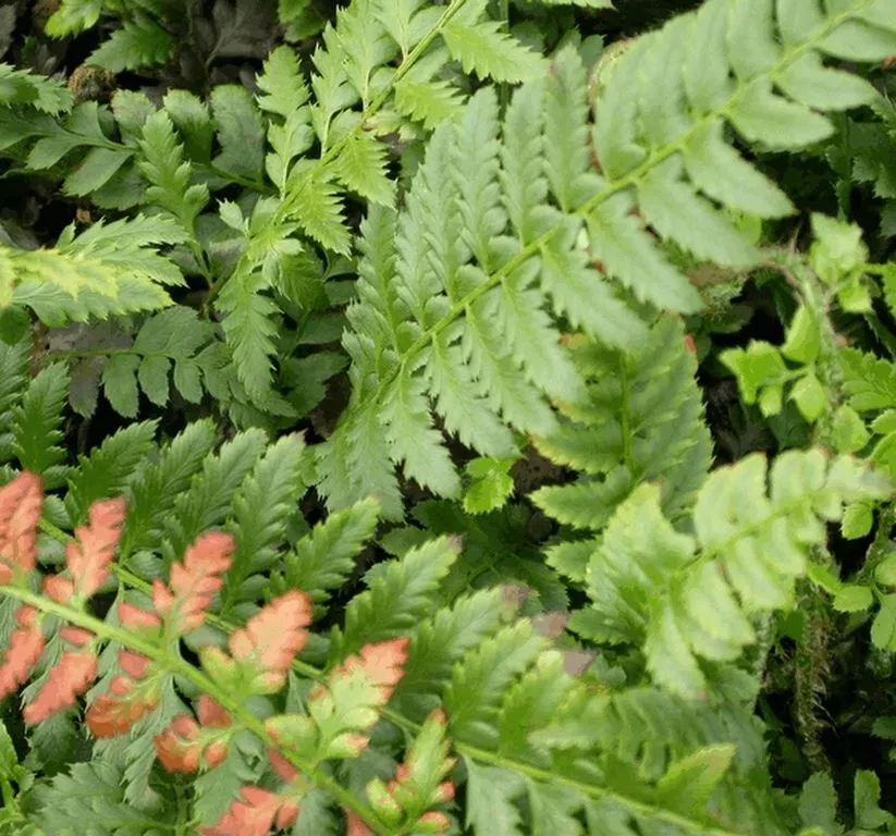Polystichum aculeatum
